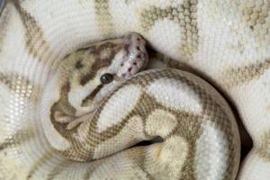 Rescue ball python Ivy now serves as a pet ambassador, educating the masses through a Saanich pet store. (Courtesy Scales to Tails)