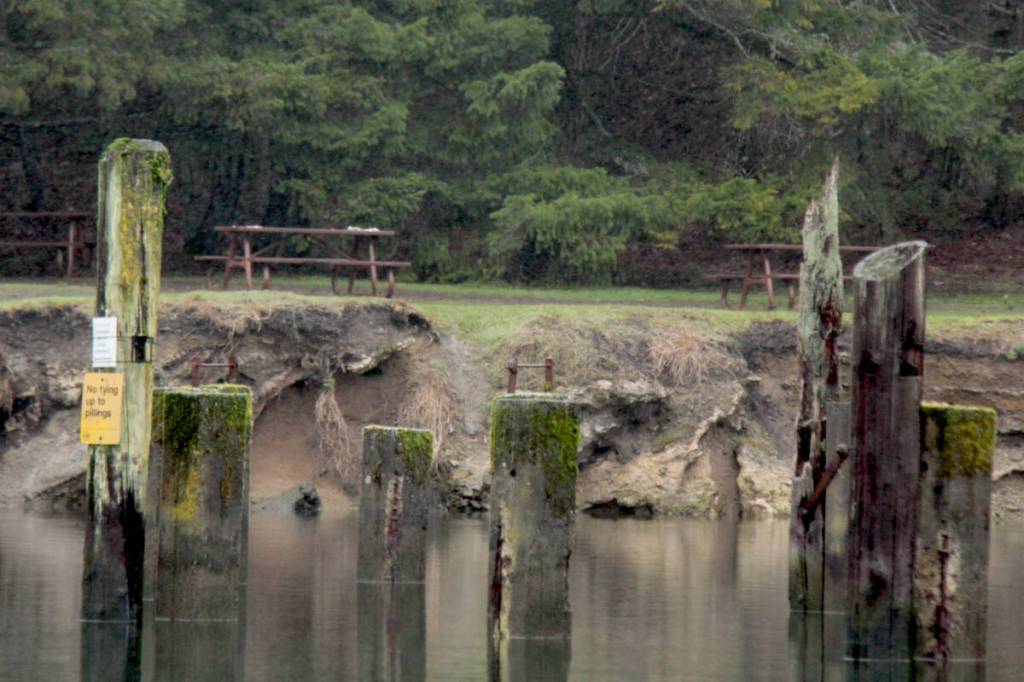Pilings in Tod Inlet are usually home to dozens of bird boxes, specifically designed to house purple martins – the largest swallow in North America – to aid in recovery from a severe population decline in the mid to late 1900s. (Christine van Reeuwyk/Peninsula News Review)