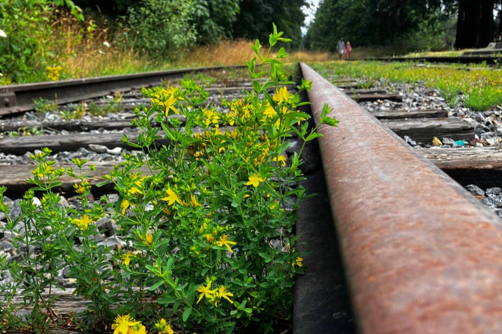 Long-held funds at the Capital Regional District are set to back the latest Island Corridor Rail. (Christine van Reeuwyk/Victoria News)